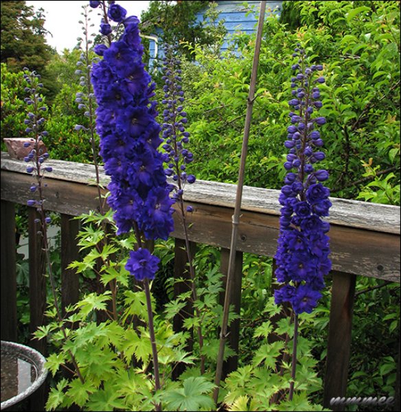 aroyalbluedelphinium.jpg