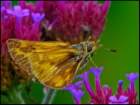 askipperbutterfly_small.jpg