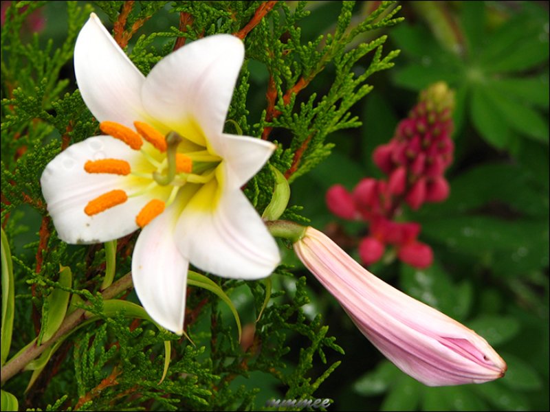 awhitetrumpetlily.jpg