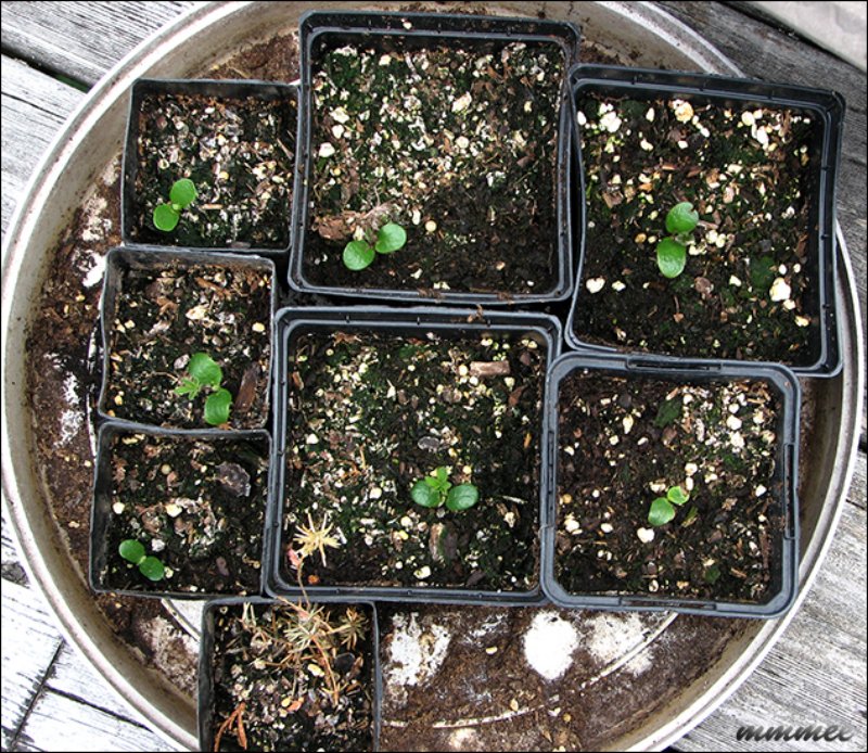 babylupines.jpg