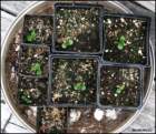 babylupines_small.jpg