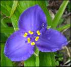bluespiderworttradescantia_small.jpg
