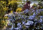 californialilacandsmokebush_small.jpg