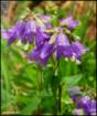 campanula2_small.jpg