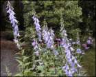 campanula_small.jpg