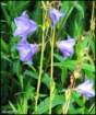 campanulabaloonflower_small.jpg