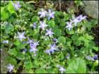 campanulabluechips_small.jpg