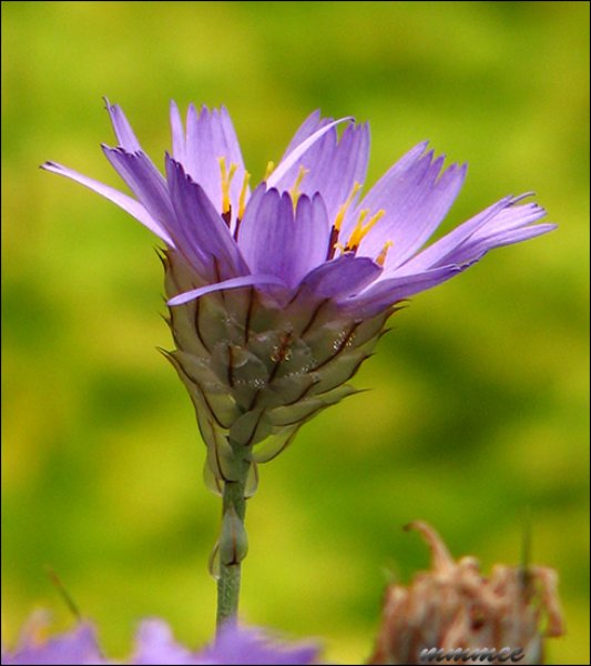 catanachecaerulea.jpg