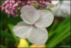 closeupofthelacecaphydrangeablosom_small.jpg