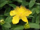 closeupstjohnswortebloom_small.jpg