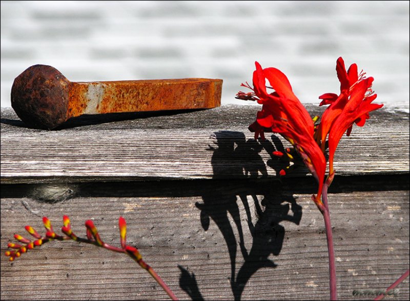 crocosmiaandrailroadspike.jpg