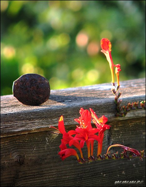 crocosmiaonthedeck.jpg