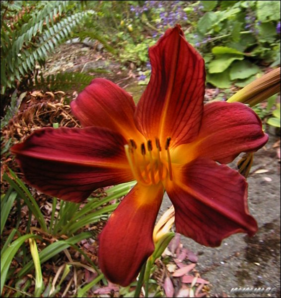 darkburntorangedaylily.jpg