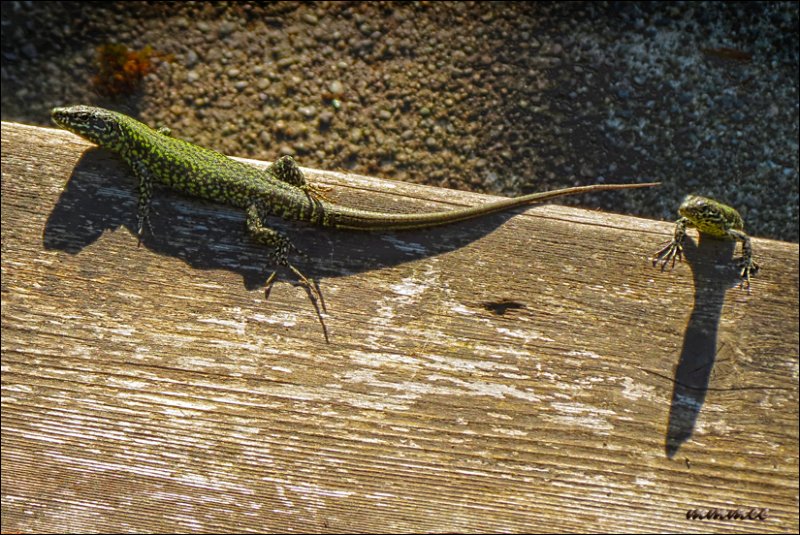 europeanwalllizards.jpg