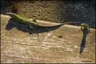 europeanwalllizards_small.jpg