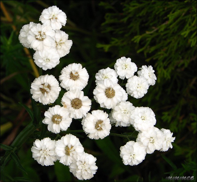 feverfewtanacetumparthenium.jpg
