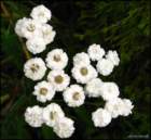 feverfewtanacetumparthenium_small.jpg