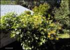 figandfennel_small.jpg