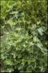 figtreeandfennel_small.jpg