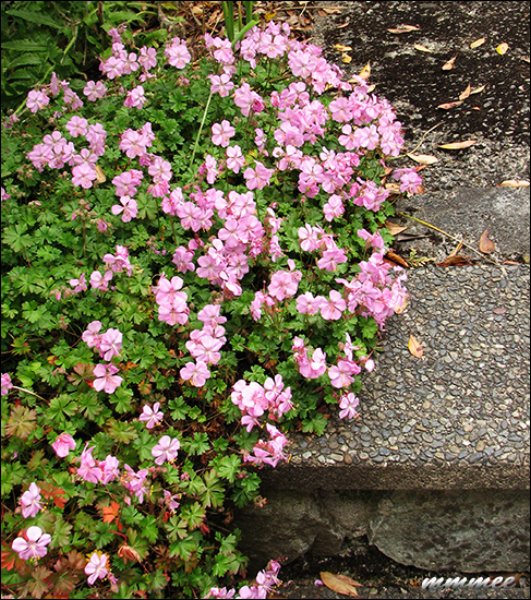 geranium.jpg