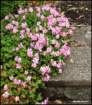 geranium_small.jpg
