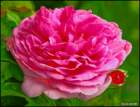 gertrudejekylrose_small.jpg