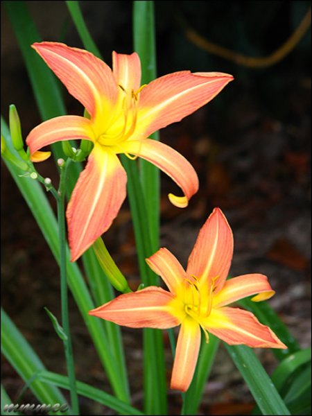 goldencentereddaylily.jpg