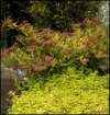goldendecorativeoregano_small.jpg