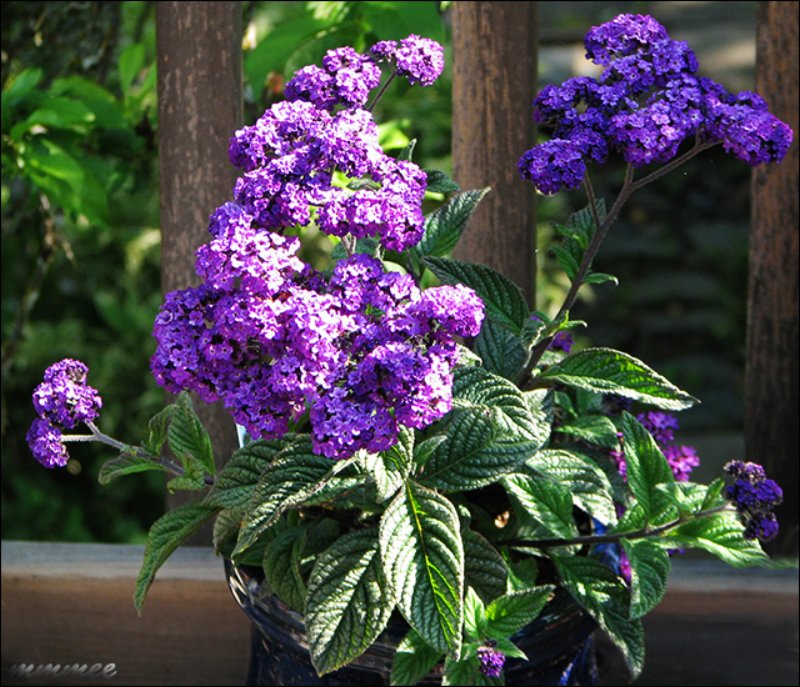 heliotrope.jpg