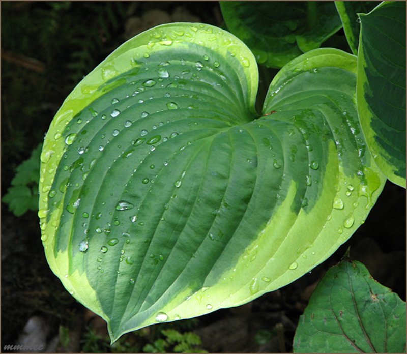 hostaleafandwaterdrops.jpg