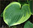 hostaleafandwaterdrops_small.jpg
