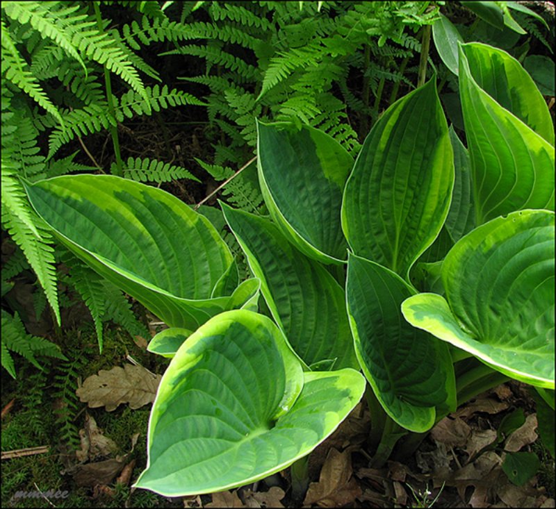 hostaleavesandfernfronds.jpg