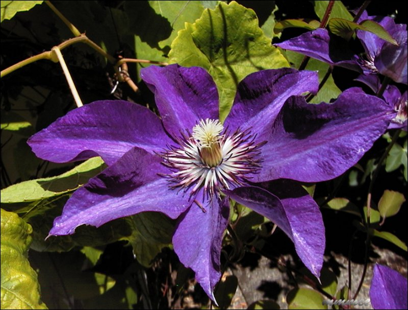 jackamaniaclematis.jpg