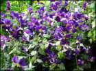 jackamaniclematiscoveredinblooms_small.jpg