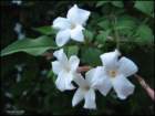 jasmineblosoms_small.jpg