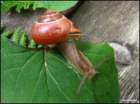 julysnail2_small.jpg