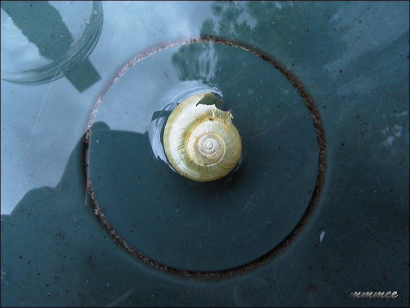 julysnailblue.jpg