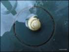 julysnailblue_small.jpg