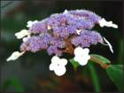 lacecaphydrangea_small.jpg