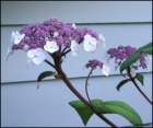 lacecaphydrangeahydrangeavillosaoraspera_small.jpg
