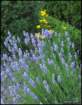 lavenderandcoreopsis_small.jpg