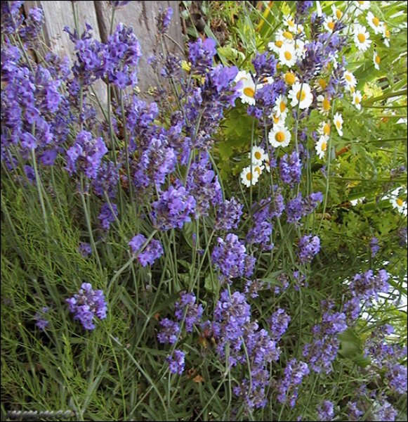 lavenderanddaisies.jpg