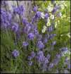 lavenderanddaisies_small.jpg
