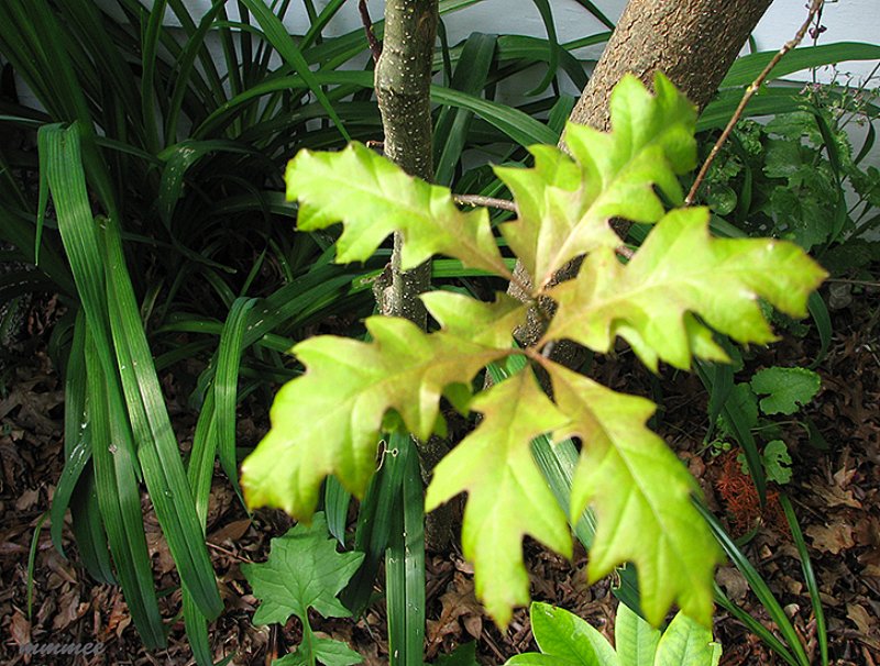 leafforms.jpg