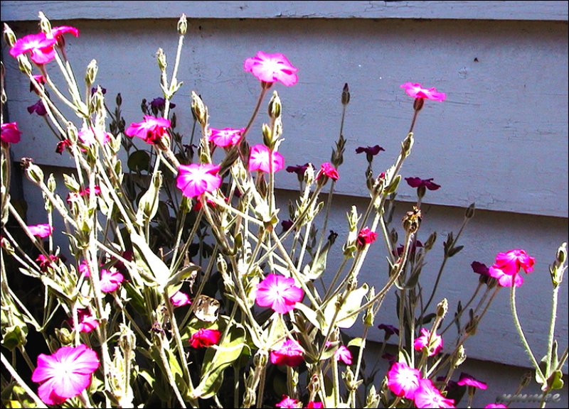 lychnis2.jpg