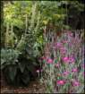 lychnis_small.jpg