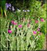 lychnisandcampanula_small.jpg