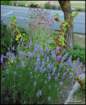 lychnislavenderandredcurrants_small.jpg