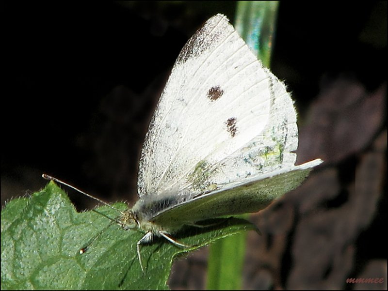 marblebutterfly.jpg