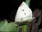 marblebutterfly_small.jpg